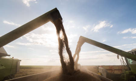 Pouring wheat grain into tractor trailer after harvest in summer