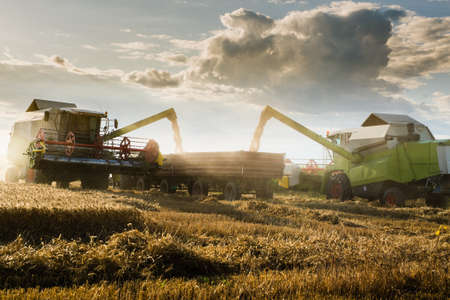 Pouring wheat grain into tractor trailer after harvest in summer