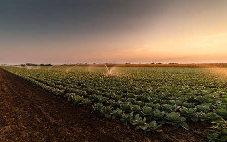 Irrigation system for watering cabbage fieldの写真素材