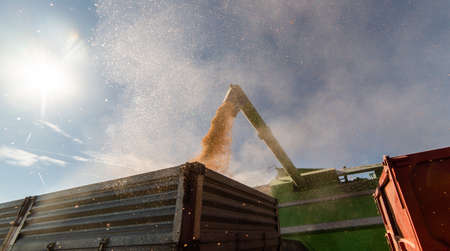 Pouring corn grain into tractor trailer after harvest at field