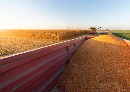 Pouring corn grain into tractor trailer after harvest