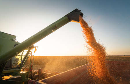 Pouring corn grain into tractor trailer after harvestの写真素材