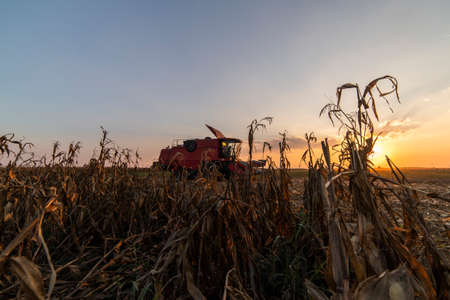 Harvesting of corn fields with combineの写真素材
