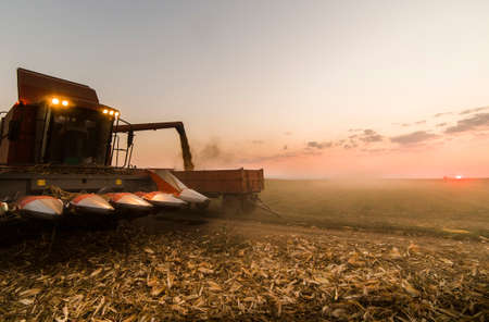 Pouring corn grain into tractor trailer after harvest at fieldの写真素材