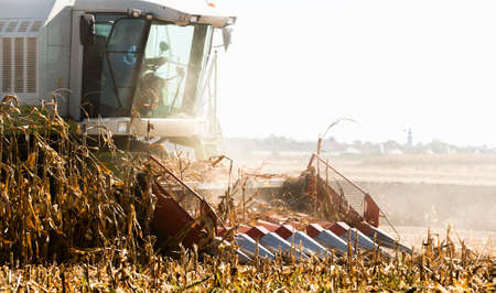 Harvesting of corn fields with combine