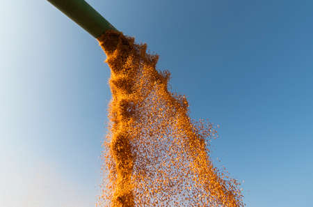 Pouring corn grain into tractor trailer after harvest at fieldの写真素材