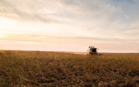 Harvesting of soy bean  fields with combine