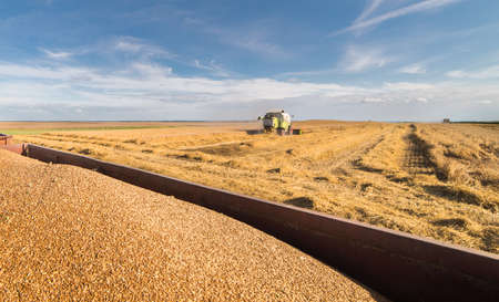 Harvesting of wheat fields with combine