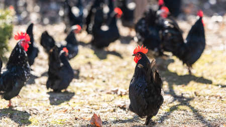A flock of hens, chickens and rooster roam freely in a yardsの写真素材