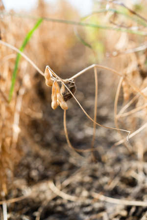 Soybean plantation at sunny dayの写真素材