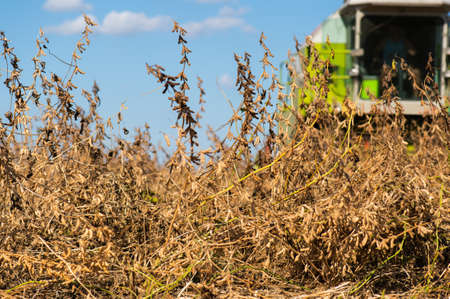 Harvesting of soy bean  fields with combine