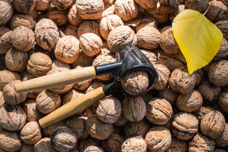 Nutcracker and lot of walnuts on tableの写真素材