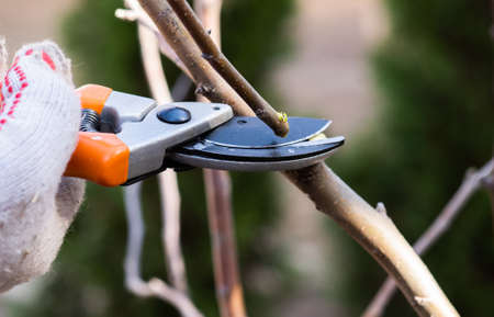 Closeup of spring prunings of fruit treesの写真素材