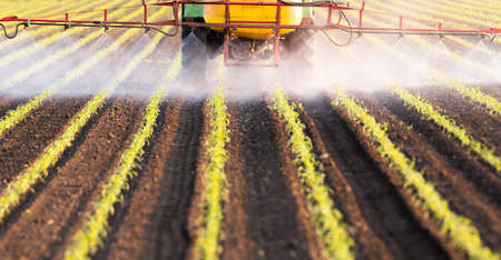 Tractor spraying pesticides at corn fieldsの写真素材
