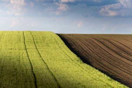 Young wheat fields in sunny day