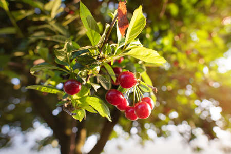 Sour cherries on orchard tree