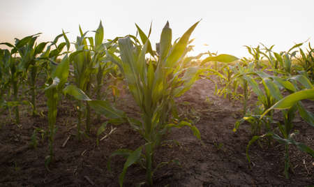 A young corn field at sunset against the sunの写真素材
