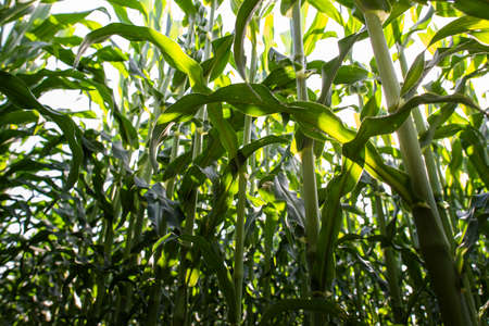 Field of fresh green corn plantsの写真素材