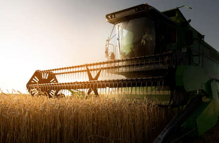Harvesting of wheat field in summerの写真素材