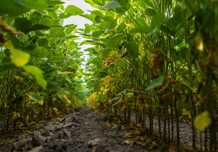 Soybean Field Rows in summer