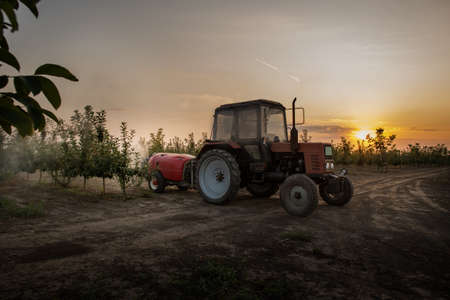 Spraying trees in fruit orchard against insect and deceases.の写真素材