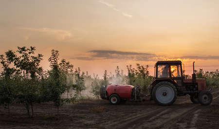 Spraying trees in fruit orchard against insect and deceases.の写真素材