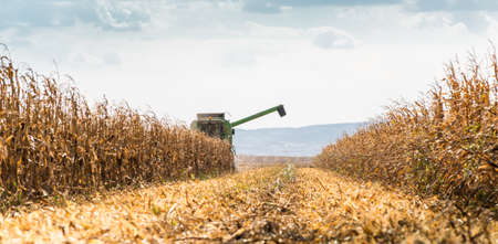 Combine Operator Harvesting Corn on the Field in Sunny Day.の写真素材