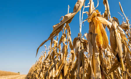 Ripe corn on the cob in a field ready for harvest