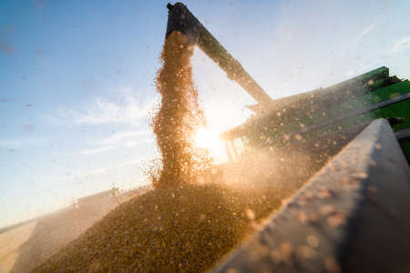 Pouring corn grain into tractor trailer after harvest at fieldの写真素材