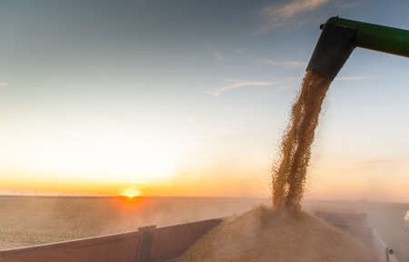 Pouring corn grain into tractor trailer after harvest at fieldの写真素材