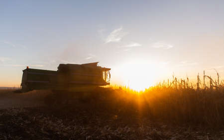 Harvesting of corn field with combine in early autumnの写真素材