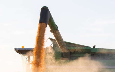 Pouring corn grain into tractor trailer after harvest at fieldの写真素材