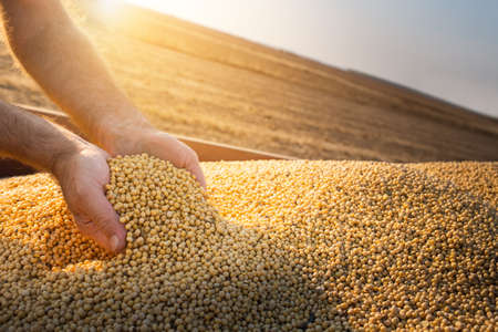 Hands of peasant holding soy beans after harvestの写真素材
