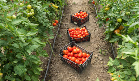 Picking fresh tomatoes in greenhouse.の写真素材