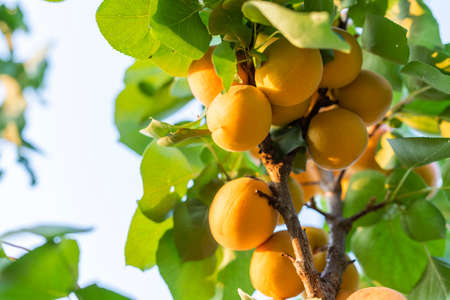 A bunch of ripe apricots branch in sunlightの写真素材