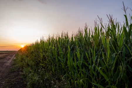 Corn field at dusk, in summer