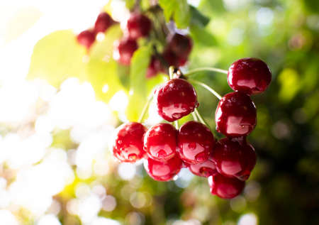 Bunch of ripe sour cherries hanging on a cherry tree