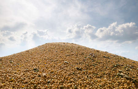 Pile of soybeans on the trailer after the harvest.