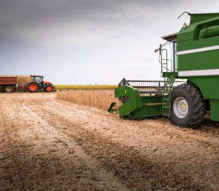A combine harvesting soybeans at autumnの写真素材