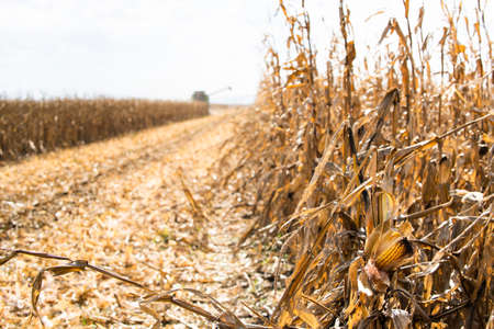 Combine Operator Harvesting Corn on the Field in Sunny Day.の写真素材
