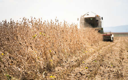Combine harvester working in a soybean field