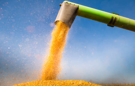 Combine harvester pours corn maize seeds.