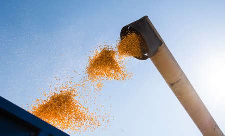 Combine harvester pours corn maize seeds.