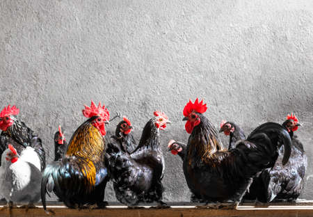 Domestic hen house indoors where chickens have free space for live