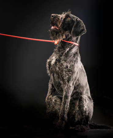 German wirehaired pointer sitting and stearign.