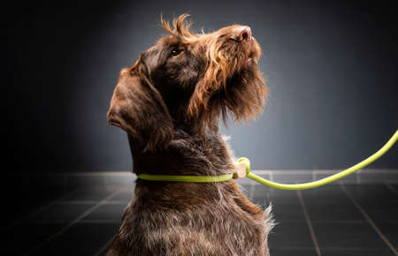 German wirehaired pointer sitting and stearign.