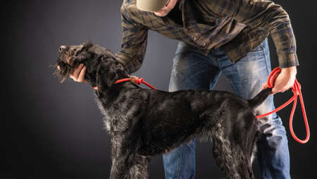 German wirehaired pointer and his trainer.