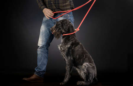 German wirehaired pointer and his trainer.の写真素材