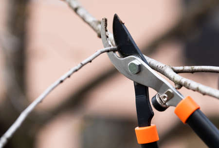Pruning of trees with secateurs. Cutter, equipment.