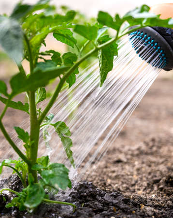 Watering seedling tomato plant in greenhouse garden with red watering can.の写真素材